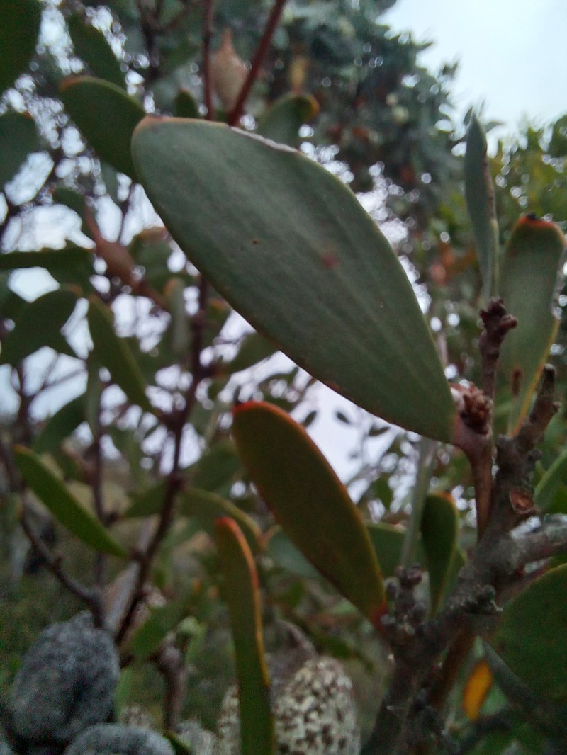 Hakea pandanicarpa subsp. pandanicarpa photo 2