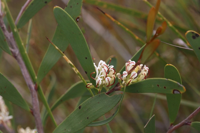 Hakea pandanicarpa subsp. pandanicarpa photo 3