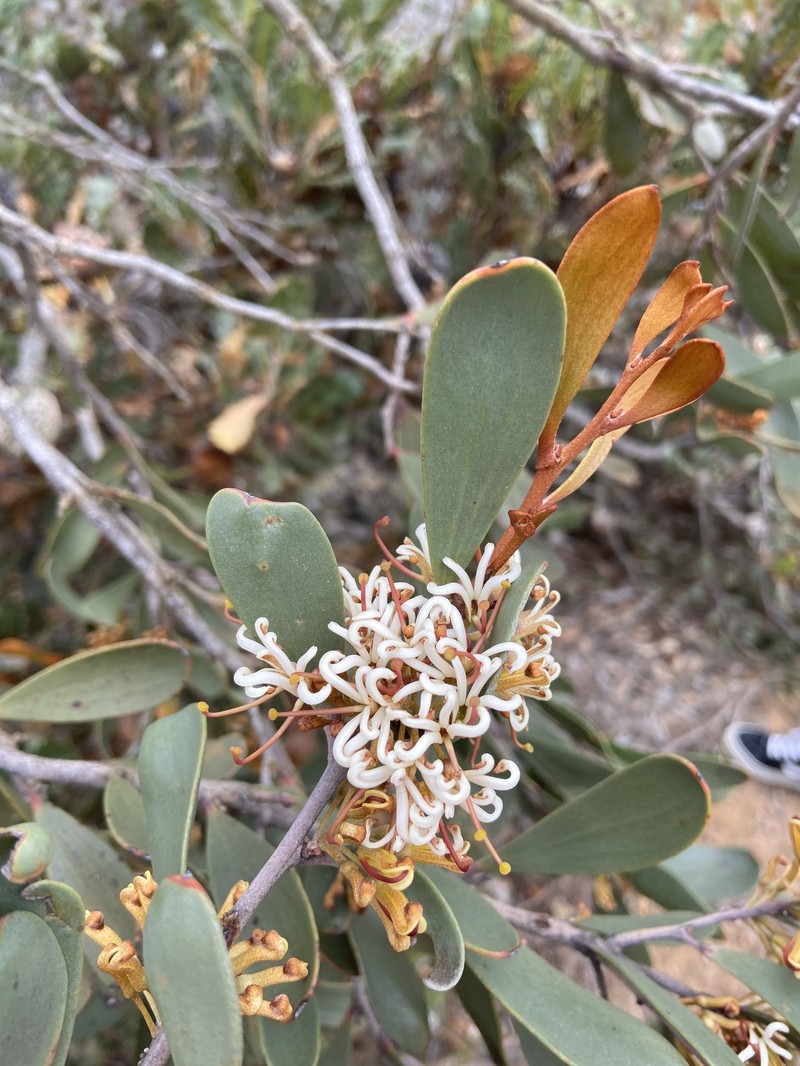 Hakea pandanicarpa subsp. pandanicarpa photo 4
