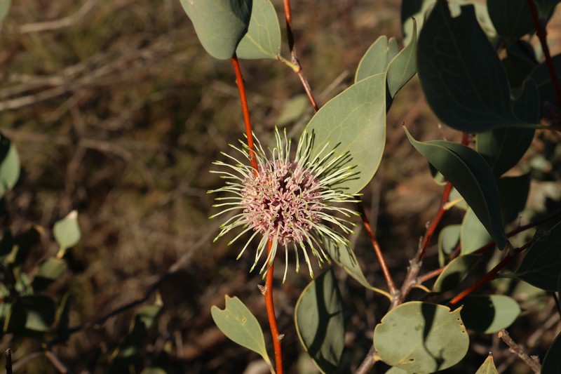 Hakea petiolaris subsp. petiolaris
