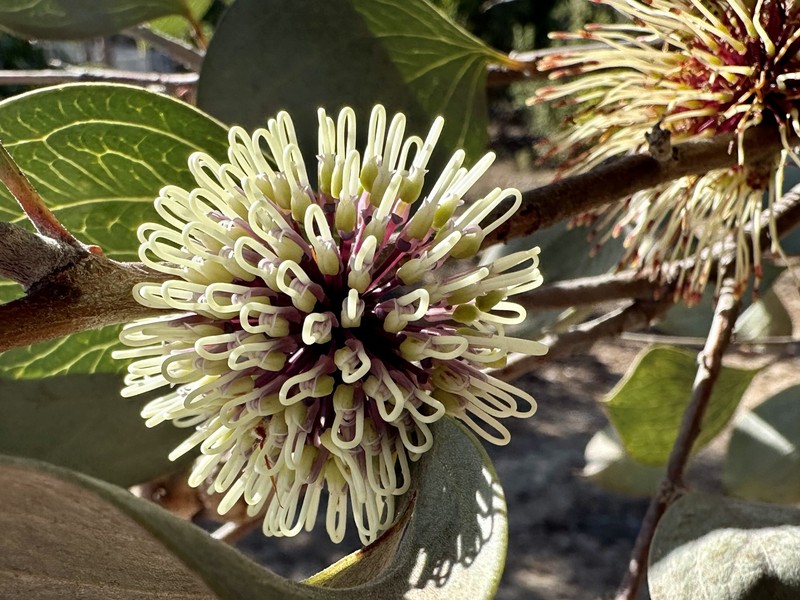 Hakea petiolaris subsp. petiolaris photo 2