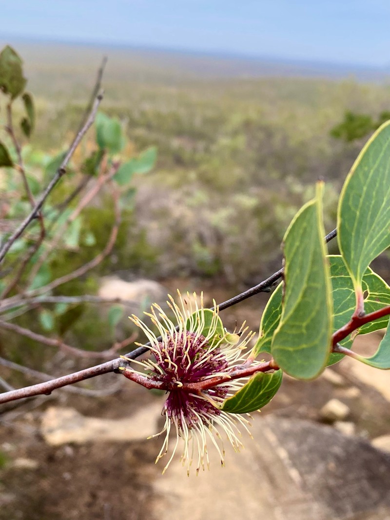 Hakea petiolaris subsp. petiolaris photo 3