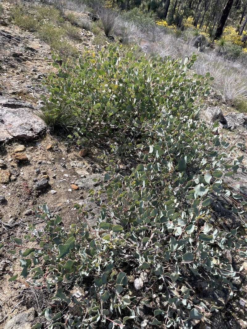 Hakea petiolaris subsp. petiolaris photo 4
