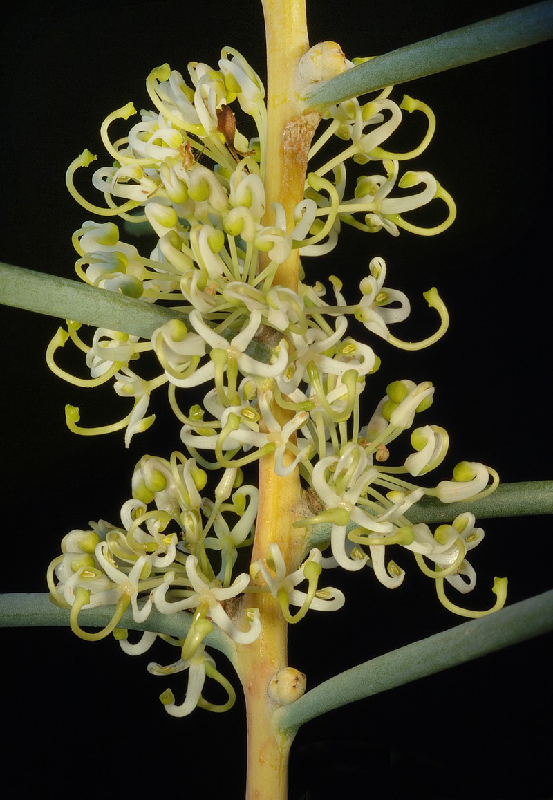Hakea recurva subsp. recurva