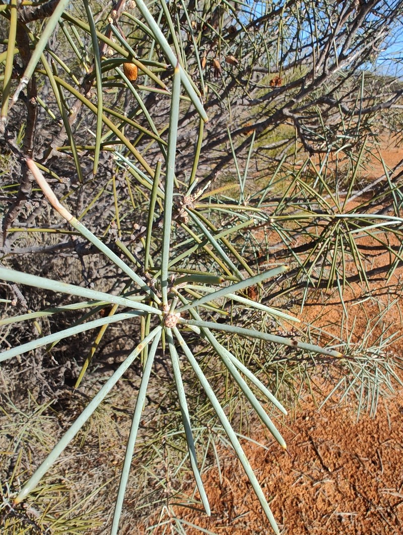 Hakea recurva subsp. recurva photo 2