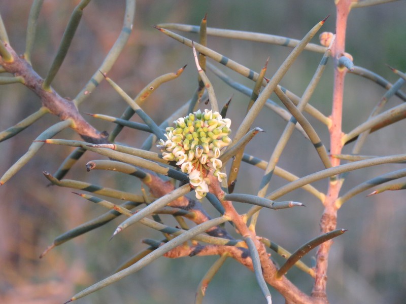 Hakea recurva subsp. recurva photo 3
