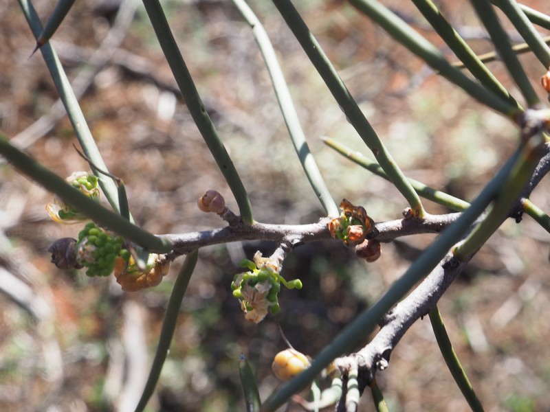 Hakea recurva subsp. recurva photo 4