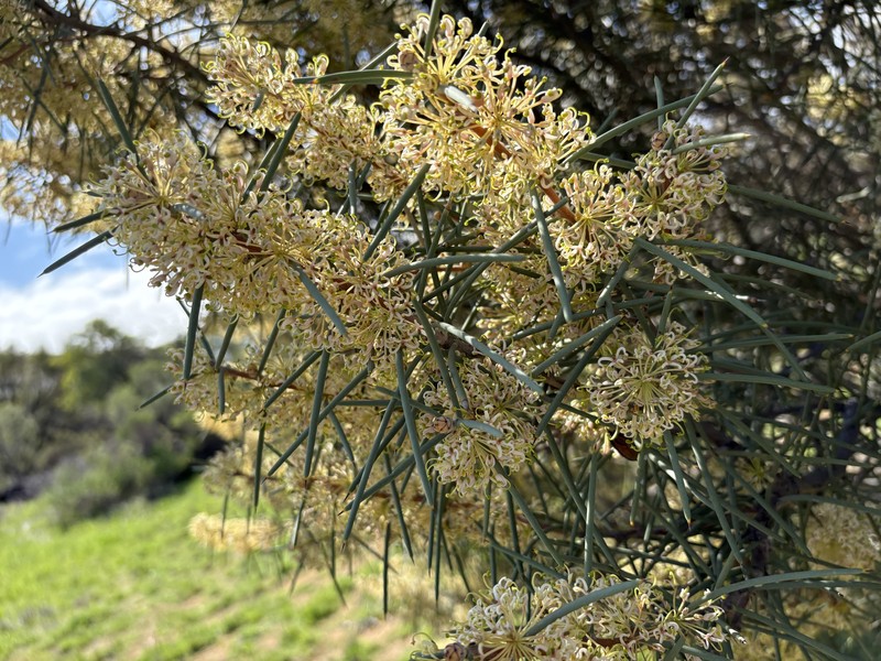 Hakea recurva subsp. recurva photo 5