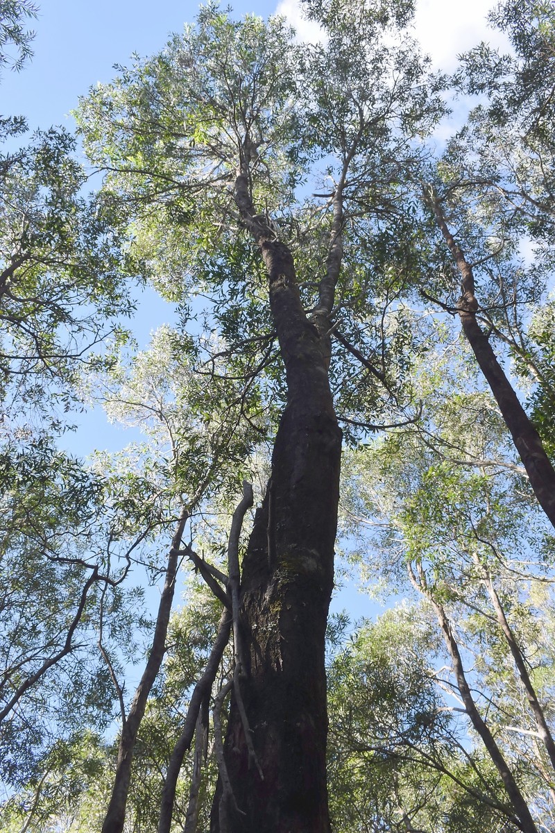 Hakea salicifolia subsp. salicifolia