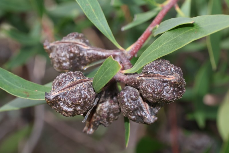 Hakea salicifolia subsp. salicifolia photo 2