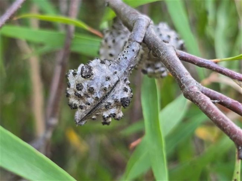 Hakea salicifolia subsp. salicifolia photo 3