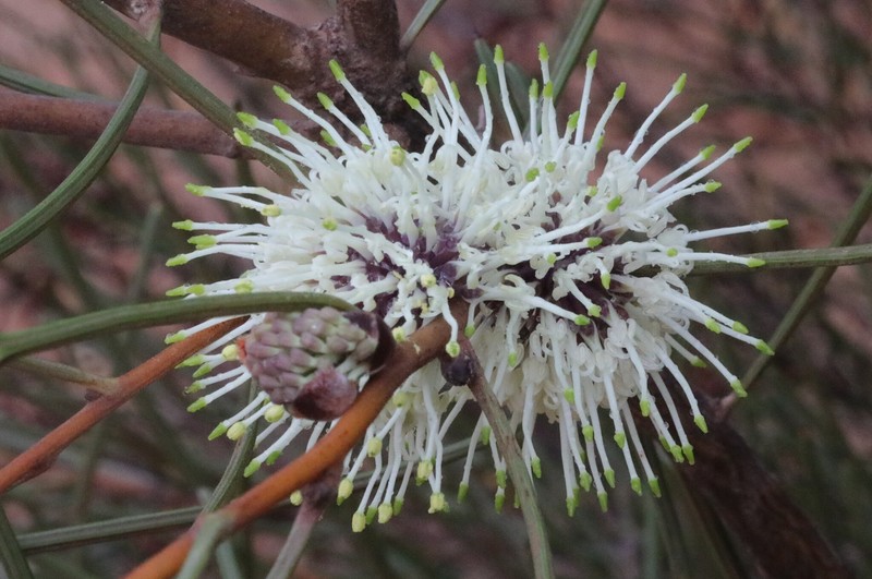 Hakea scoparia subsp. scoparia