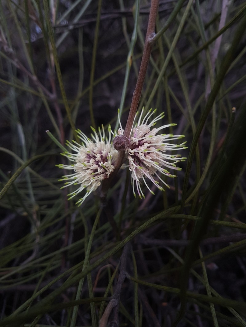 Hakea scoparia subsp. scoparia photo 2