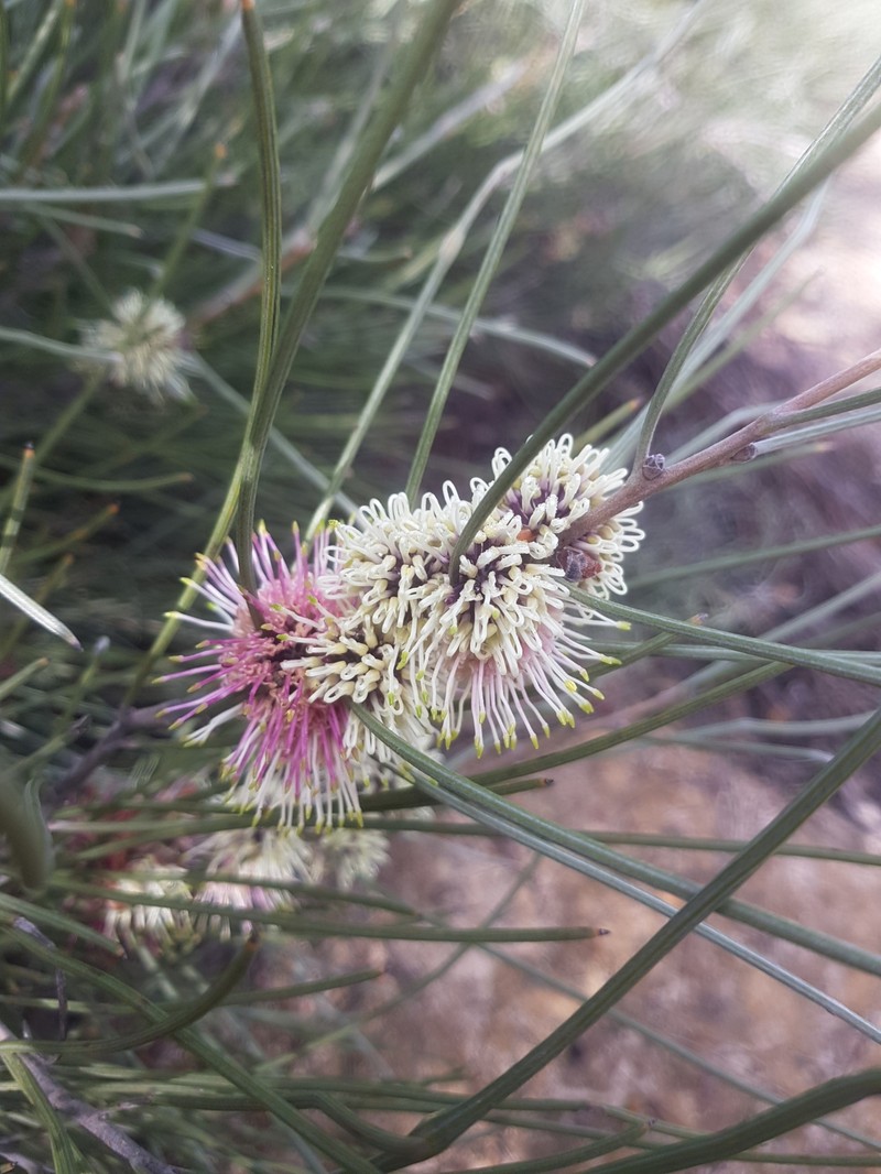 Hakea scoparia subsp. scoparia photo 3