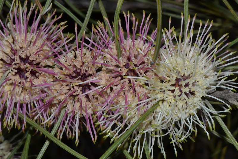 Hakea scoparia subsp. scoparia photo 4