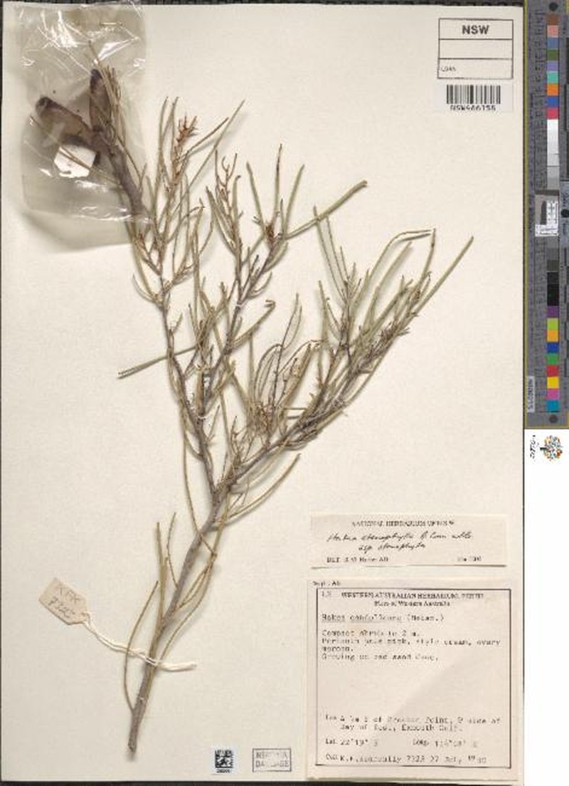 Hakea stenophylla subsp. stenophylla