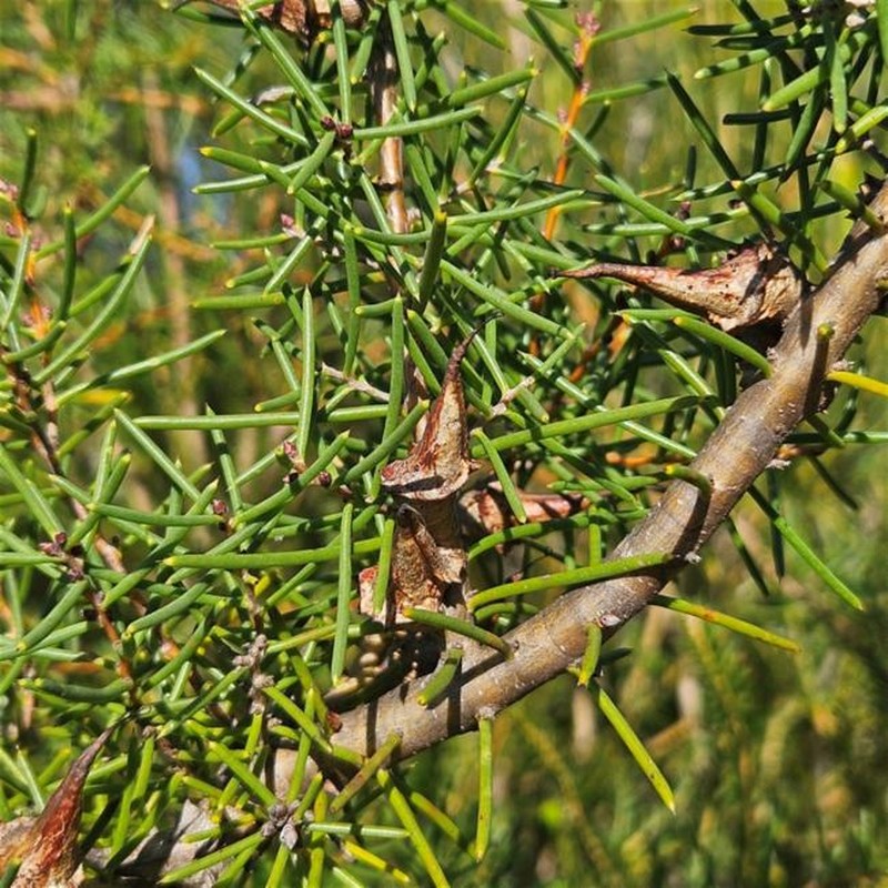 Hakea teretifolia subsp. teretifolia