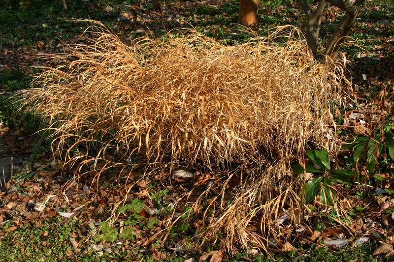 Hakone Grass photo 2