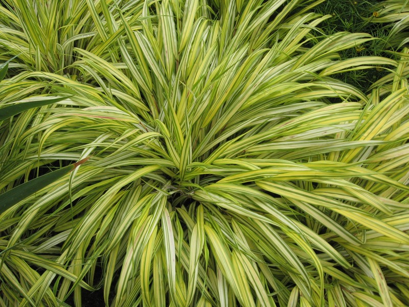 Hakone Grass photo 3