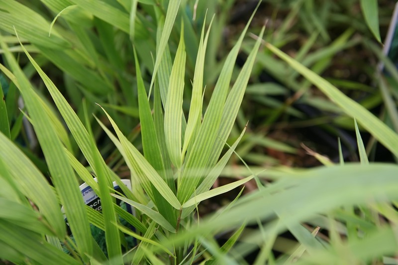 Hakone Grass photo 4