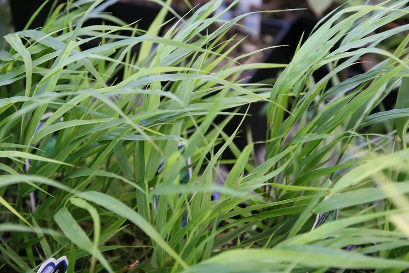 Hakone Grass photo 5