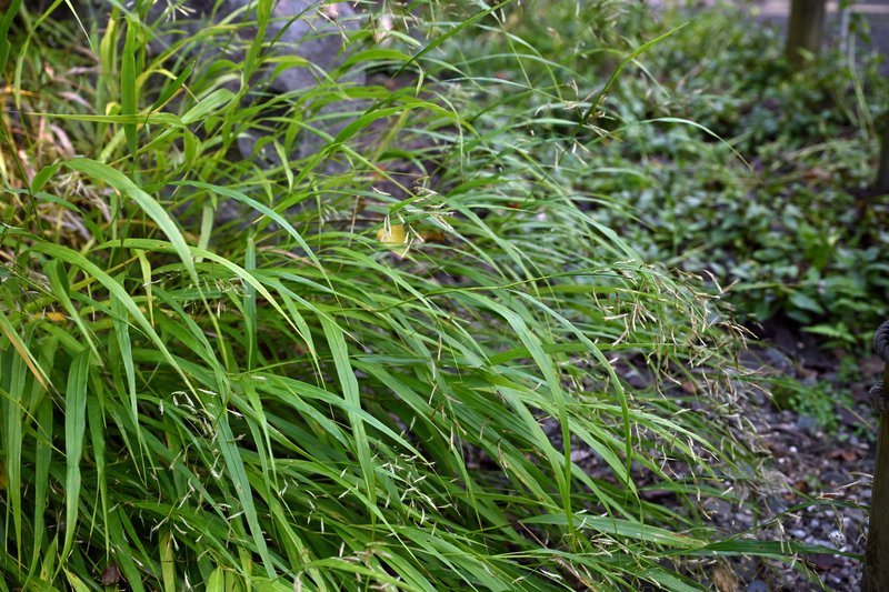 Hakone Grass photo 6