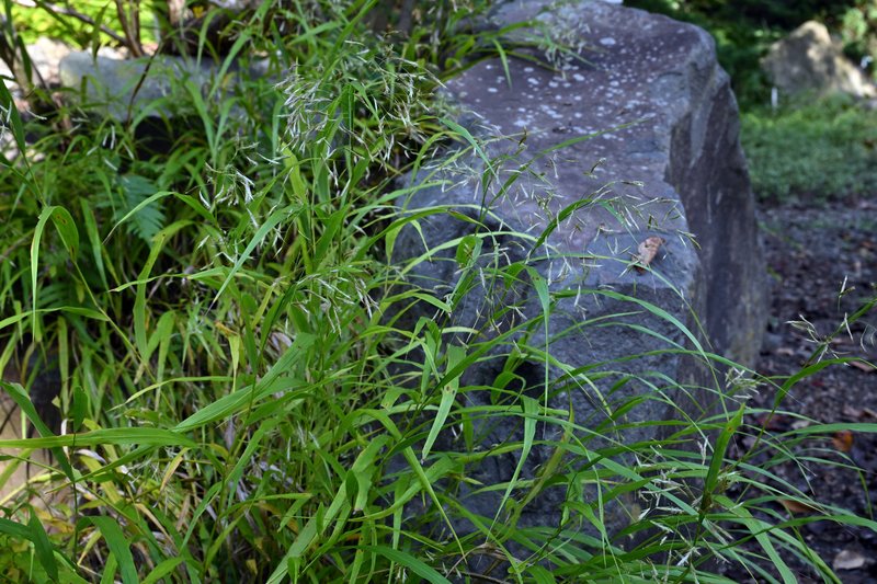 Hakone Grass photo 7