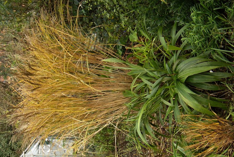 Hakone Grass photo 8