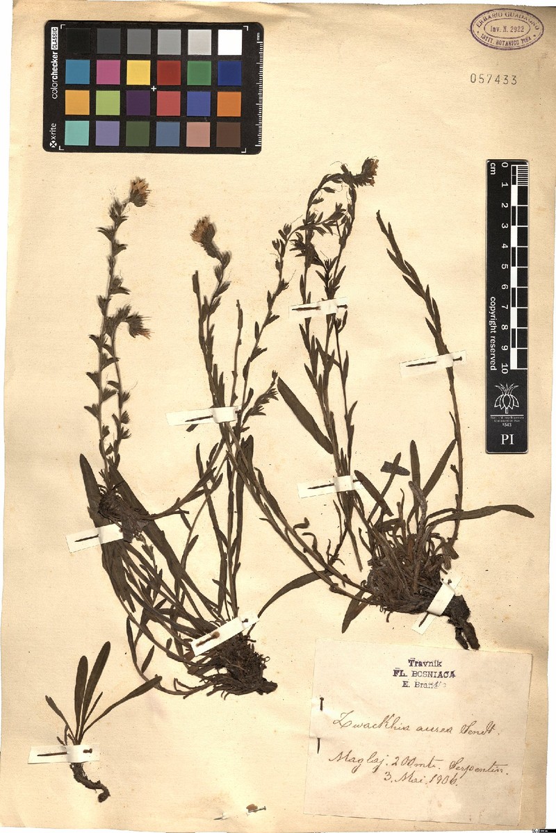Halacsya sendtneri subsp. sendtneri