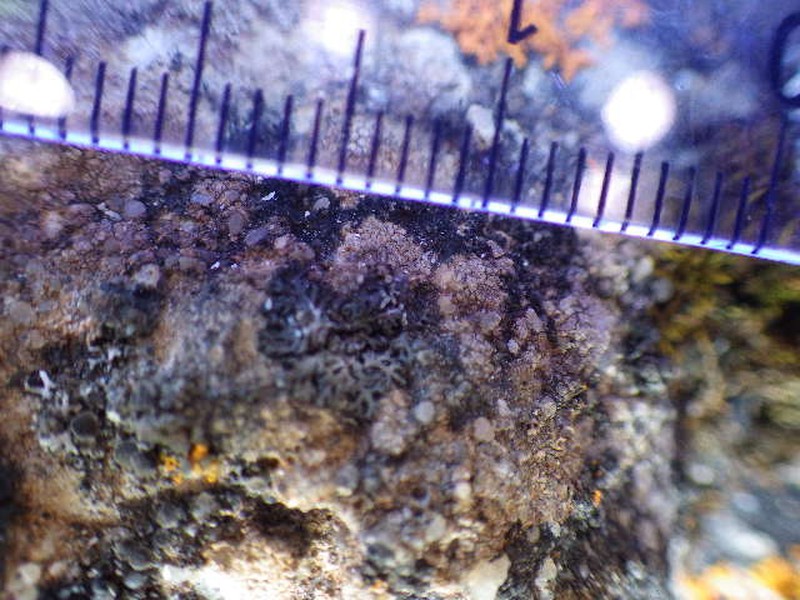 Halecania Lichen
