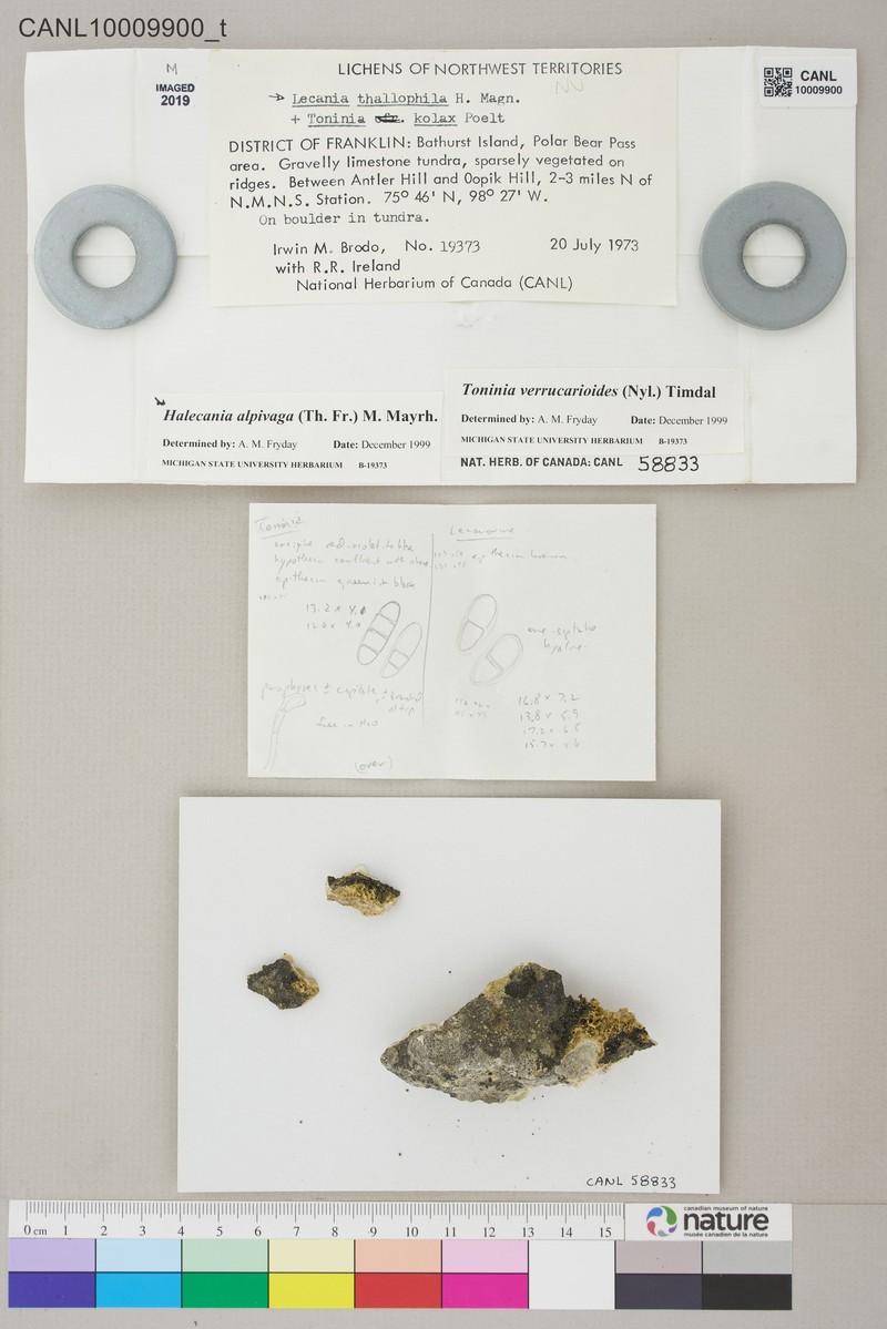 Halecania Lichen photo 4