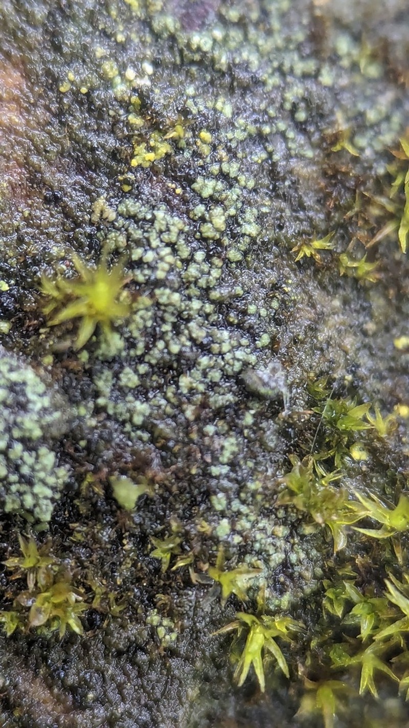 Halecania viridescens