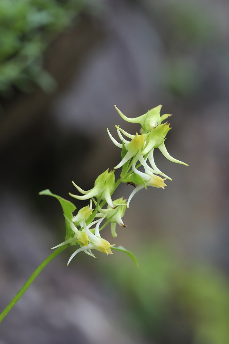 Halenia coreana photo 2