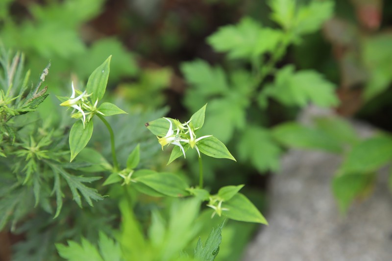 Halenia coreana photo 3