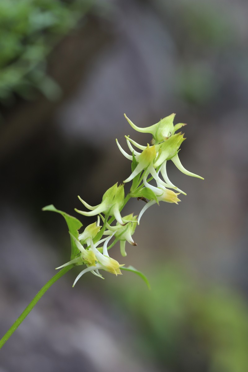 Halenia coreana photo 4