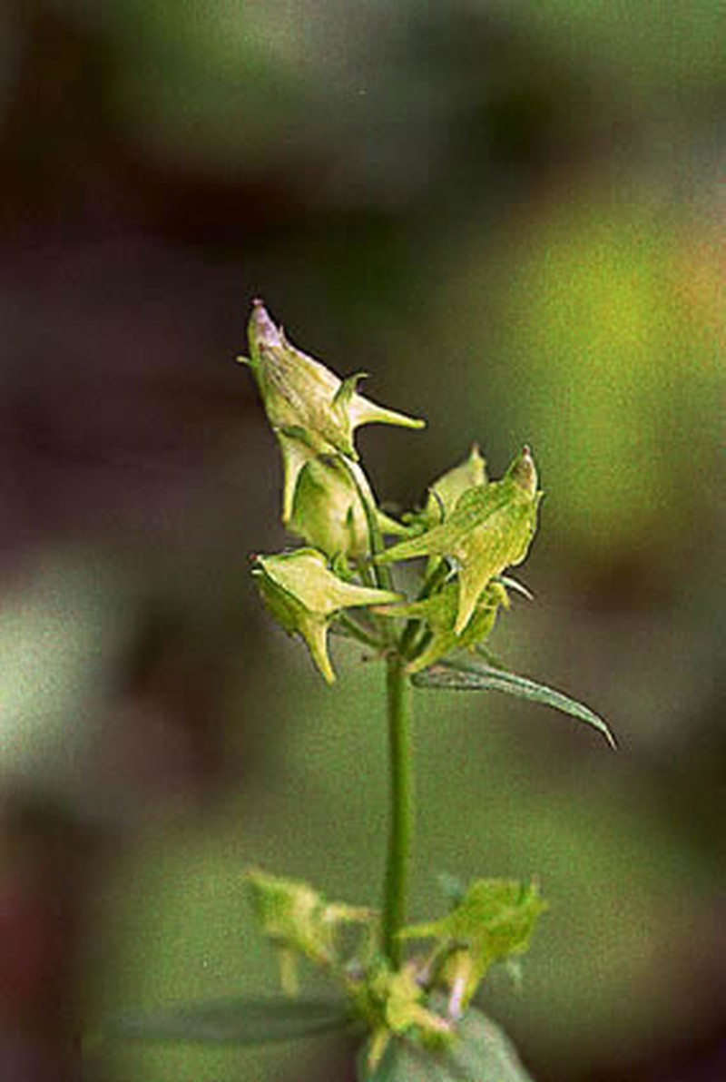 American Spurred Gentian