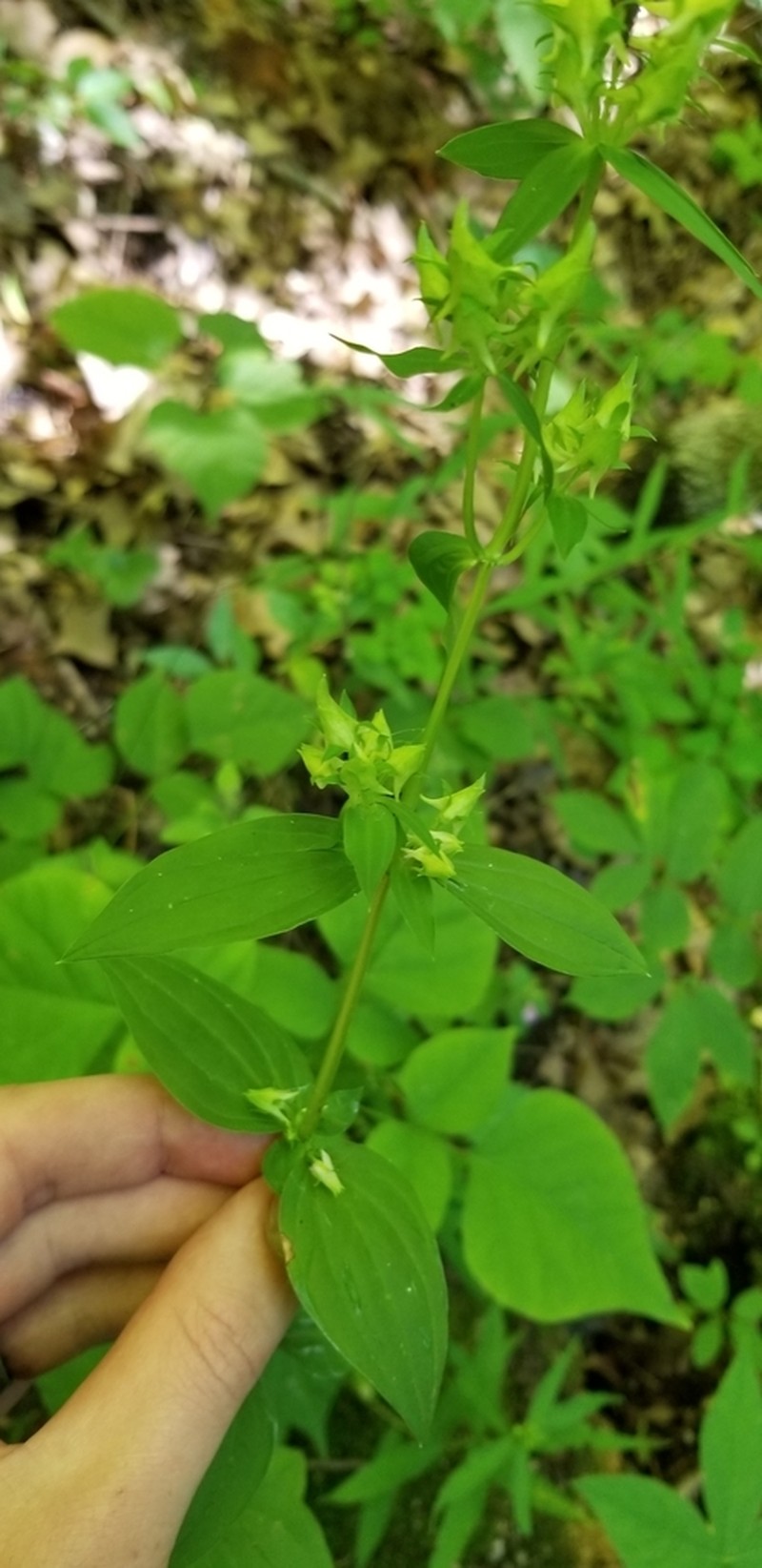 American Spurred Gentian