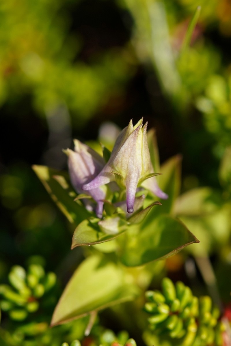 American Spurred Gentian photo 2