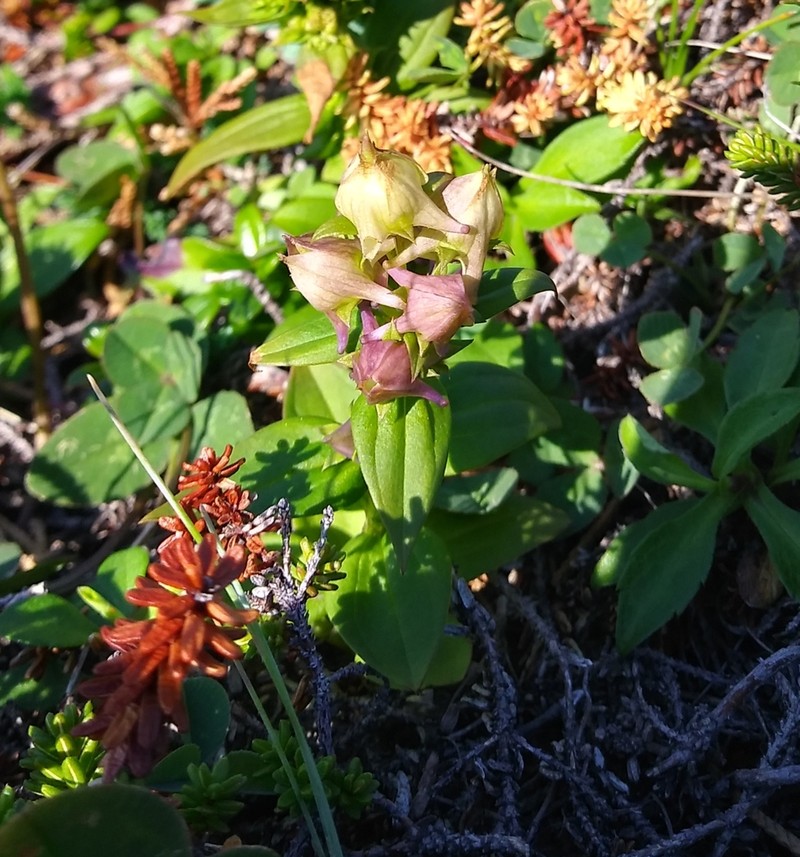 American Spurred Gentian photo 3