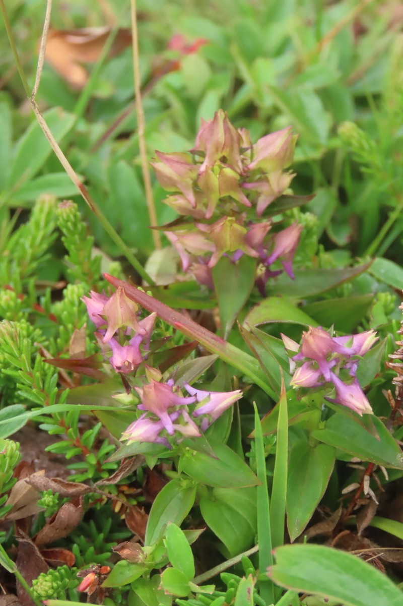 American Spurred Gentian photo 4