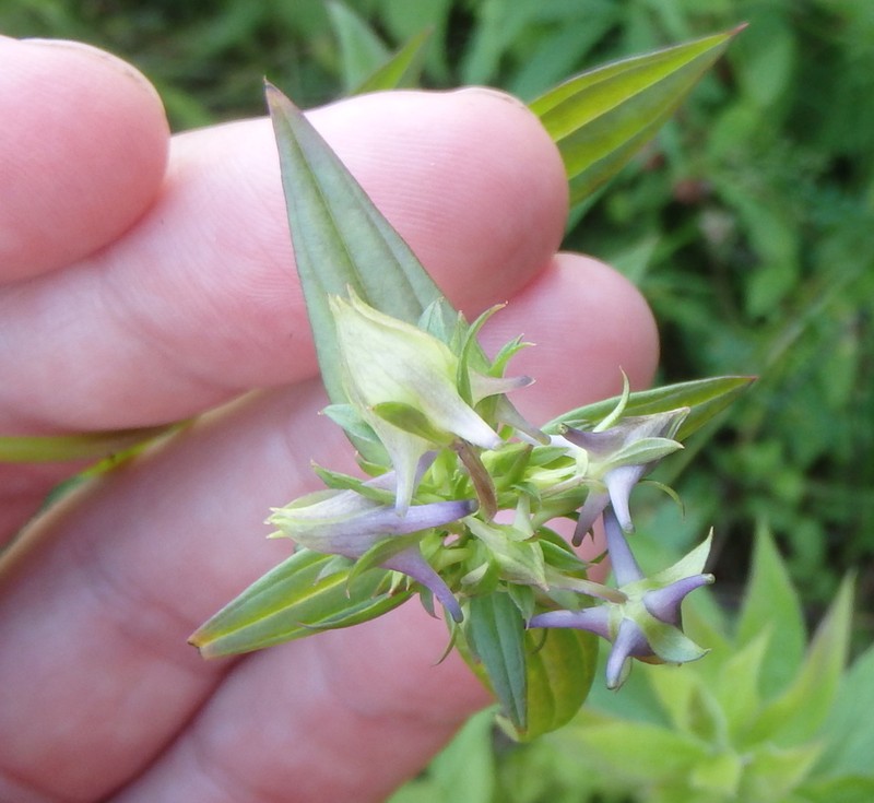 American Spurred Gentian photo 5