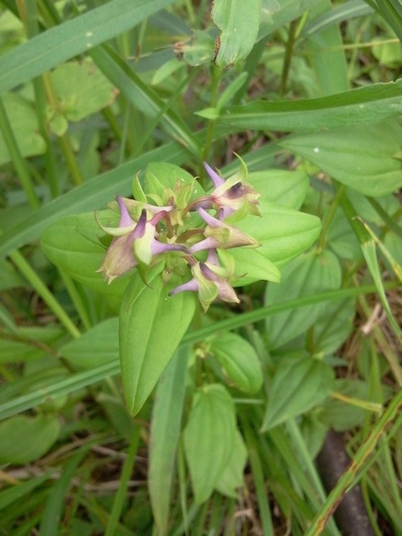 American Spurred Gentian photo 6
