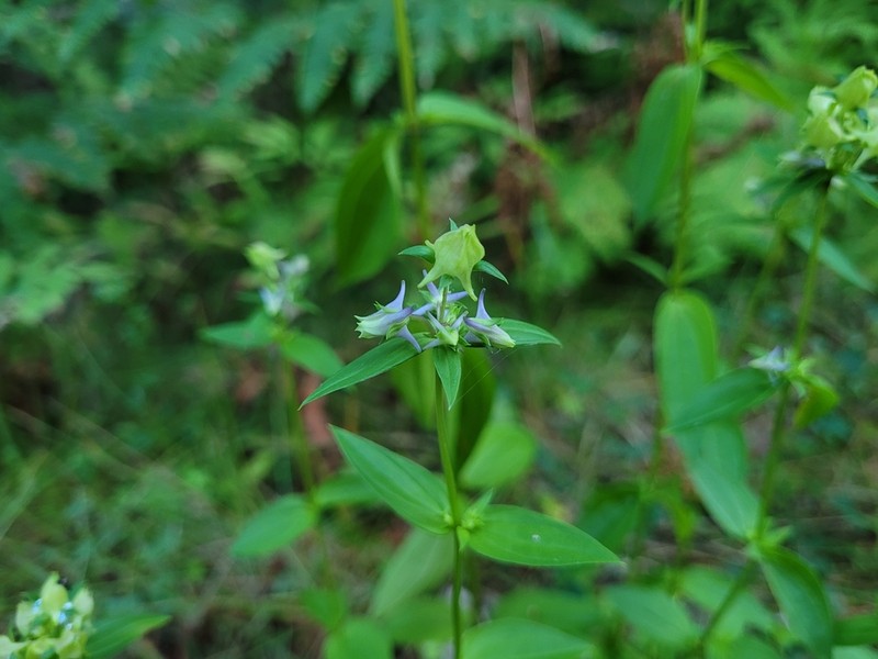 American Spurred Gentian photo 7