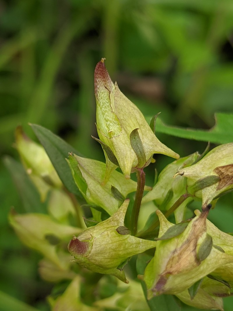 American Spurred Gentian photo 8