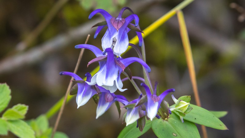 Halenia grandiflora