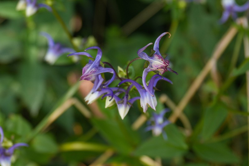 Halenia grandiflora photo 2