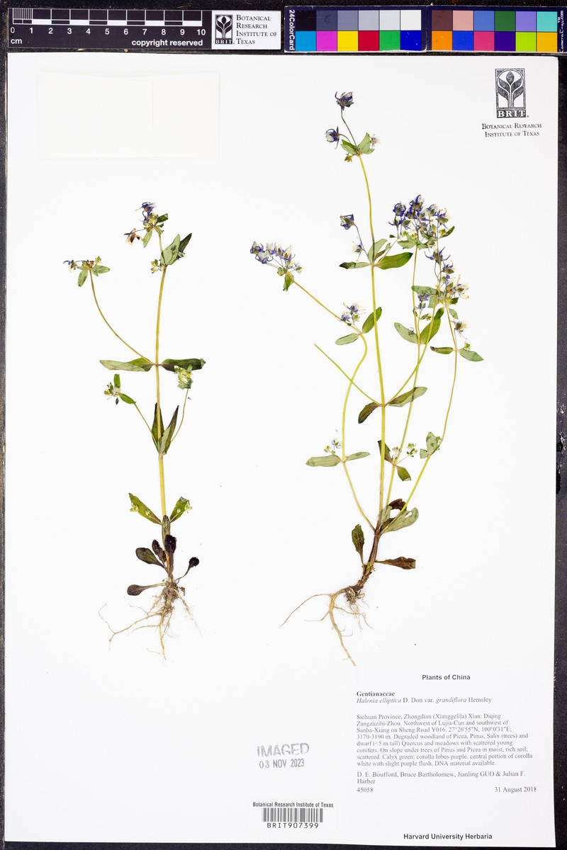 Halenia grandiflora photo 3