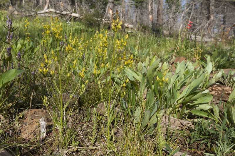 Mt. Graham Spurred-Gentian