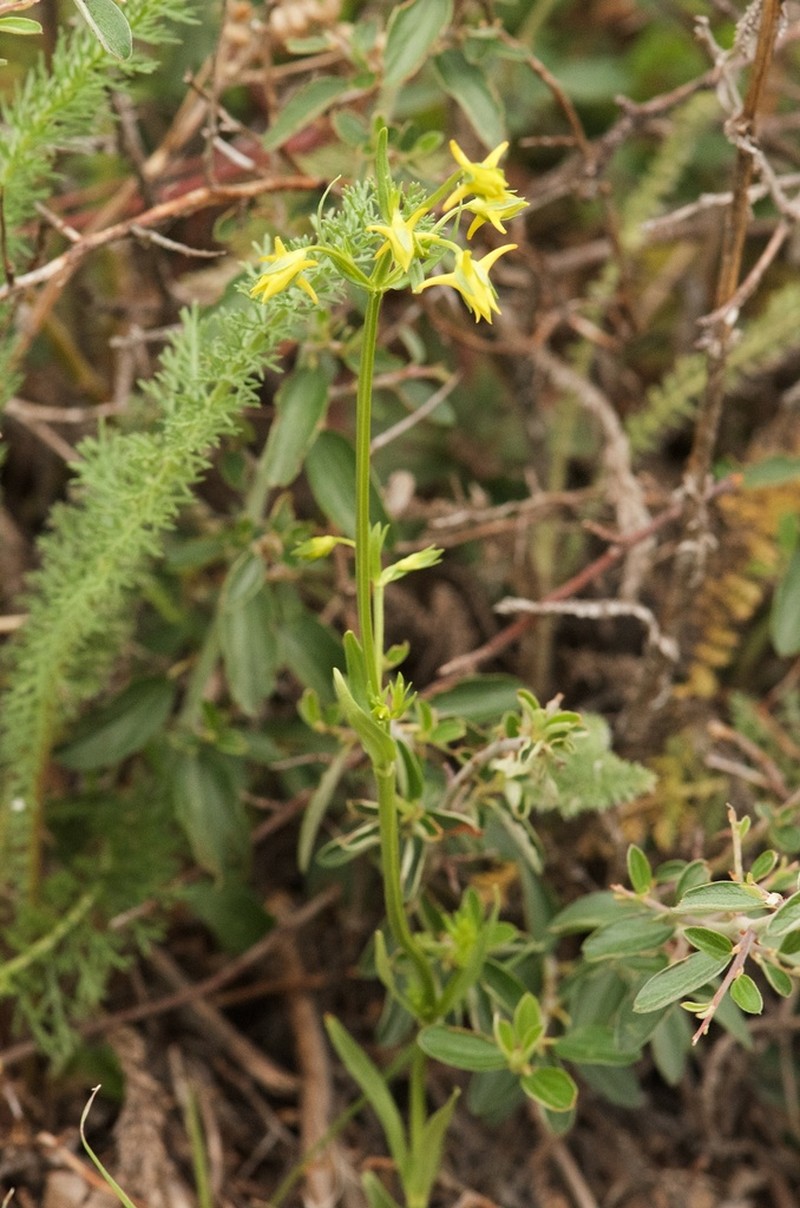 Mt. Graham Spurred-Gentian