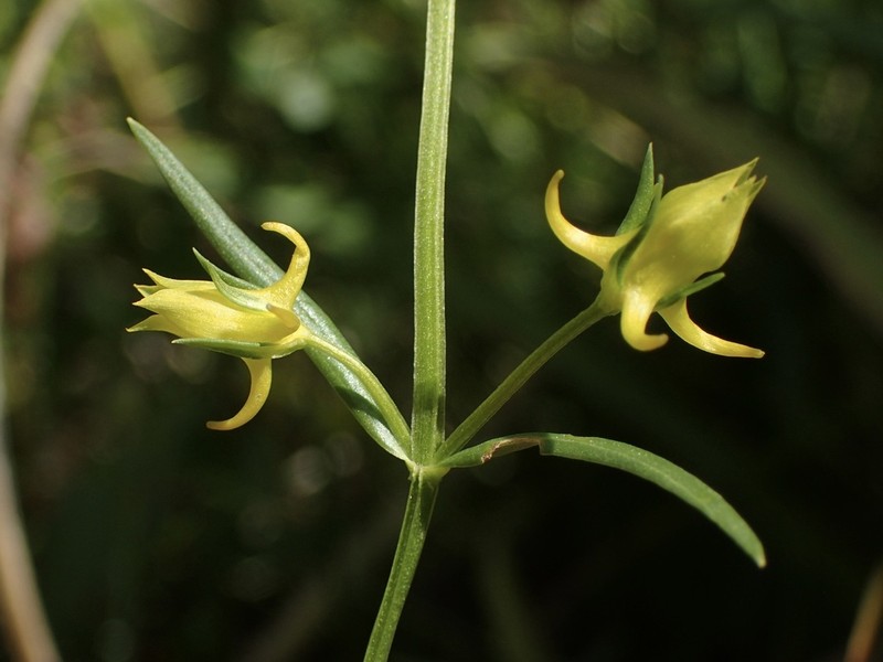 Mt. Graham Spurred-Gentian photo 2